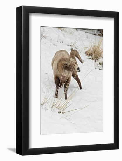 Bighorn Sheep (Ovis canadensis) adult male, feeding in snow, Yellowstone , Wyoming-Ignacio Yufera-Framed Photographic Print