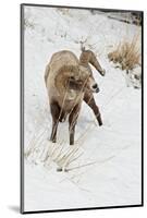 Bighorn Sheep (Ovis canadensis) adult male, feeding in snow, Yellowstone , Wyoming-Ignacio Yufera-Mounted Photographic Print