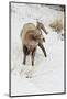 Bighorn Sheep (Ovis canadensis) adult male, feeding in snow, Yellowstone , Wyoming-Ignacio Yufera-Mounted Photographic Print