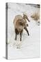 Bighorn Sheep (Ovis canadensis) adult male, feeding in snow, Yellowstone , Wyoming-Ignacio Yufera-Stretched Canvas