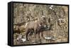 Bighorn Sheep (Ovis Canadensis) in the Winter-James Hager-Framed Stretched Canvas
