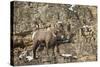 Bighorn Sheep (Ovis Canadensis) in the Winter-James Hager-Stretched Canvas