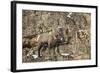 Bighorn Sheep (Ovis Canadensis) in the Winter-James Hager-Framed Photographic Print