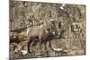Bighorn Sheep (Ovis Canadensis) in the Winter-James Hager-Mounted Photographic Print