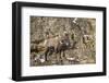 Bighorn Sheep (Ovis Canadensis) in the Winter-James Hager-Framed Photographic Print
