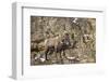 Bighorn Sheep (Ovis Canadensis) in the Winter-James Hager-Framed Photographic Print