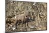 Bighorn Sheep (Ovis Canadensis) in the Winter-James Hager-Mounted Photographic Print