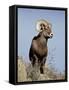 Bighorn Sheep (Ovis Canadensis) Ram During the Rut, Arapaho National Forest, Colorado, USA-James Hager-Framed Stretched Canvas