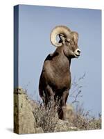 Bighorn Sheep (Ovis Canadensis) Ram During the Rut, Arapaho National Forest, Colorado, USA-James Hager-Stretched Canvas
