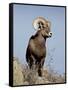 Bighorn Sheep (Ovis Canadensis) Ram During the Rut, Arapaho National Forest, Colorado, USA-James Hager-Framed Stretched Canvas