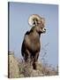 Bighorn Sheep (Ovis Canadensis) Ram During the Rut, Arapaho National Forest, Colorado, USA-James Hager-Stretched Canvas