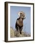 Bighorn Sheep (Ovis Canadensis) Ram During the Rut, Arapaho National Forest, Colorado, USA-James Hager-Framed Photographic Print