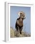 Bighorn Sheep (Ovis Canadensis) Ram During the Rut, Arapaho National Forest, Colorado, USA-James Hager-Framed Photographic Print