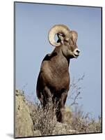 Bighorn Sheep (Ovis Canadensis) Ram During the Rut, Arapaho National Forest, Colorado, USA-James Hager-Mounted Photographic Print