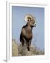 Bighorn Sheep (Ovis Canadensis) Ram During the Rut, Arapaho National Forest, Colorado, USA-James Hager-Framed Photographic Print