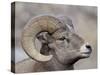 Bighorn Sheep (Ovis Canadensis) Ram Durng the Rut, Clear Creek County, Colorado, USA, North America-James Hager-Stretched Canvas