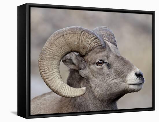 Bighorn Sheep (Ovis Canadensis) Ram Durng the Rut, Clear Creek County, Colorado, USA, North America-James Hager-Framed Stretched Canvas