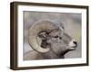 Bighorn Sheep (Ovis Canadensis) Ram Durng the Rut, Clear Creek County, Colorado, USA, North America-James Hager-Framed Photographic Print