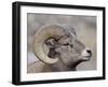 Bighorn Sheep (Ovis Canadensis) Ram Durng the Rut, Clear Creek County, Colorado, USA, North America-James Hager-Framed Photographic Print