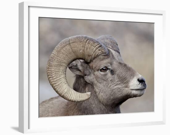 Bighorn Sheep (Ovis Canadensis) Ram Durng the Rut, Clear Creek County, Colorado, USA, North America-James Hager-Framed Photographic Print