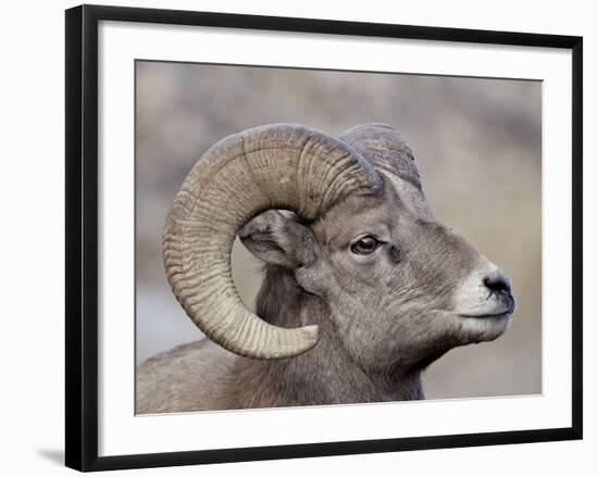 Bighorn Sheep (Ovis Canadensis) Ram Durng the Rut, Clear Creek County, Colorado, USA, North America-James Hager-Framed Photographic Print