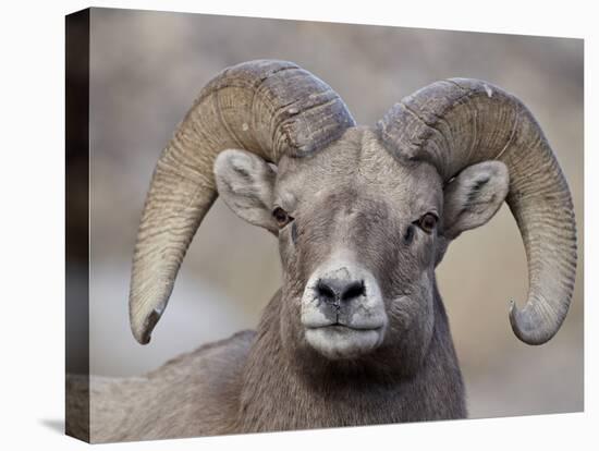 Bighorn Sheep (Ovis Canadensis) Ram Durng the Rut, Clear Creek County, Colorado, USA, North America-James Hager-Stretched Canvas