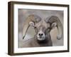 Bighorn Sheep (Ovis Canadensis) Ram Durng the Rut, Clear Creek County, Colorado, USA, North America-James Hager-Framed Photographic Print