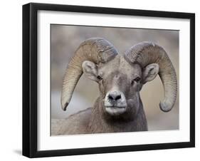 Bighorn Sheep (Ovis Canadensis) Ram Durng the Rut, Clear Creek County, Colorado, USA, North America-James Hager-Framed Photographic Print