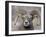 Bighorn Sheep (Ovis Canadensis) Ram Durng the Rut, Clear Creek County, Colorado, USA, North America-James Hager-Framed Photographic Print