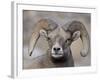 Bighorn Sheep (Ovis Canadensis) Ram Durng the Rut, Clear Creek County, Colorado, USA, North America-James Hager-Framed Photographic Print