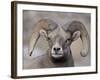 Bighorn Sheep (Ovis Canadensis) Ram Durng the Rut, Clear Creek County, Colorado, USA, North America-James Hager-Framed Photographic Print