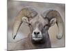 Bighorn Sheep (Ovis Canadensis) Ram Durng the Rut, Clear Creek County, Colorado, USA, North America-James Hager-Mounted Photographic Print