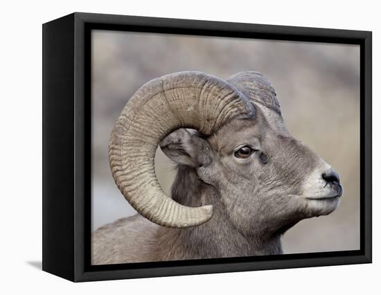 Bighorn Sheep (Ovis Canadensis) Ram Durng the Rut, Clear Creek County, Colorado, USA, North America-James Hager-Framed Stretched Canvas