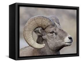 Bighorn Sheep (Ovis Canadensis) Ram Durng the Rut, Clear Creek County, Colorado, USA, North America-James Hager-Framed Stretched Canvas