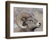 Bighorn Sheep (Ovis Canadensis) Ram Durng the Rut, Clear Creek County, Colorado, USA, North America-James Hager-Framed Photographic Print