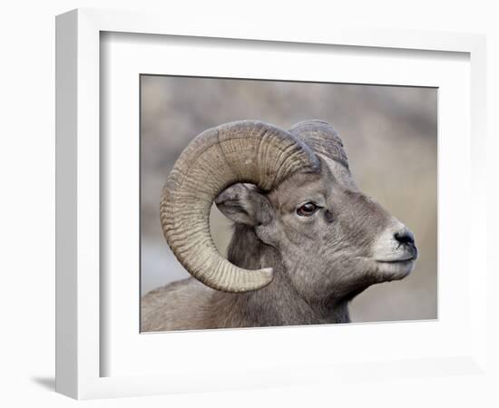 Bighorn Sheep (Ovis Canadensis) Ram Durng the Rut, Clear Creek County, Colorado, USA, North America-James Hager-Framed Photographic Print