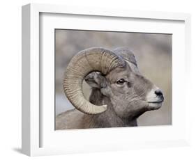 Bighorn Sheep (Ovis Canadensis) Ram Durng the Rut, Clear Creek County, Colorado, USA, North America-James Hager-Framed Photographic Print
