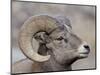 Bighorn Sheep (Ovis Canadensis) Ram Durng the Rut, Clear Creek County, Colorado, USA, North America-James Hager-Mounted Photographic Print