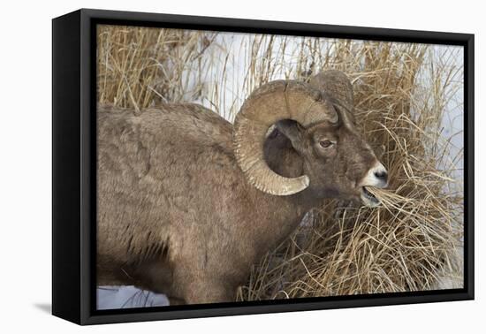 Bighorn Sheep (Ovis Canadensis) Ram Eating in the Winter-James Hager-Framed Stretched Canvas