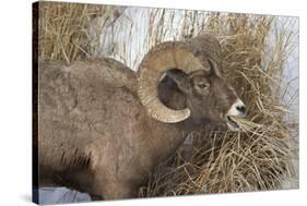 Bighorn Sheep (Ovis Canadensis) Ram Eating in the Winter-James Hager-Stretched Canvas