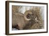 Bighorn Sheep (Ovis Canadensis) Ram Eating in the Winter-James Hager-Framed Photographic Print