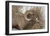 Bighorn Sheep (Ovis Canadensis) Ram Eating in the Winter-James Hager-Framed Photographic Print