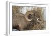 Bighorn Sheep (Ovis Canadensis) Ram Eating in the Winter-James Hager-Framed Photographic Print