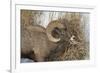 Bighorn Sheep (Ovis Canadensis) Ram Eating in the Winter-James Hager-Framed Photographic Print