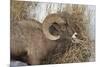 Bighorn Sheep (Ovis Canadensis) Ram Eating in the Winter-James Hager-Mounted Photographic Print