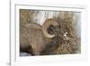 Bighorn Sheep (Ovis Canadensis) Ram Eating in the Winter-James Hager-Framed Photographic Print