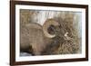 Bighorn Sheep (Ovis Canadensis) Ram Eating in the Winter-James Hager-Framed Photographic Print
