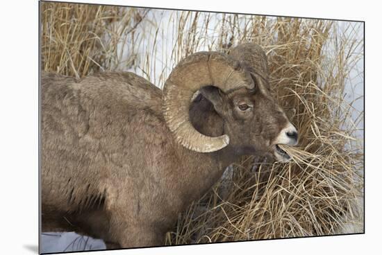 Bighorn Sheep (Ovis Canadensis) Ram Eating in the Winter-James Hager-Mounted Photographic Print
