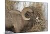 Bighorn Sheep (Ovis Canadensis) Ram Eating in the Winter-James Hager-Mounted Photographic Print