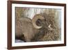 Bighorn Sheep (Ovis Canadensis) Ram Eating in the Winter-James Hager-Framed Photographic Print